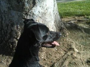 shadow My Puppy