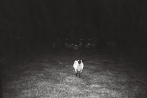 SheepOfTheDamned